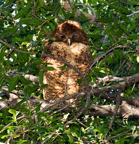 Pel's Fishing Owl